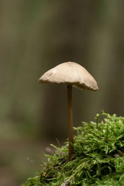 Tiro Close Cogumelo Crescido Floresta Sobre Fundo Borrado — Fotografia de Stock