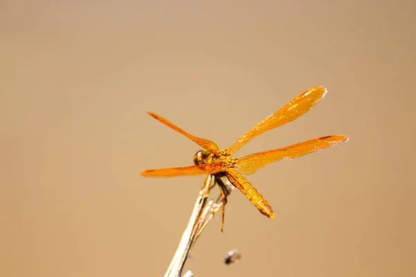 Mexican Amberwing Perithemis Intensa Dragonfly Perched Twig Arizona — Stock Photo, Image