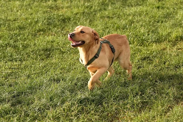 Çimlerin üzerinde yürüyen şirin bej bir Labrador.