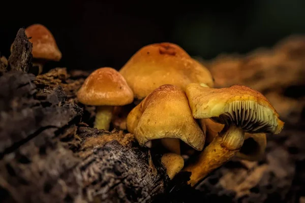 Nevető Tornatermi Gombák Közelsége Erdőben — Stock Fotó
