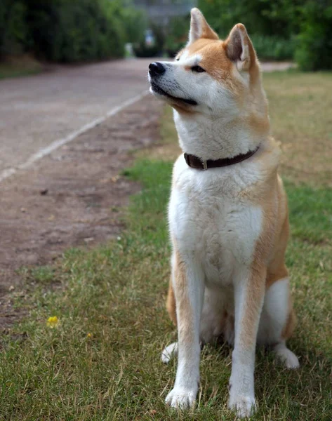 Собака Акіта Іну Стоїть Траві Парку Сонячний День — стокове фото