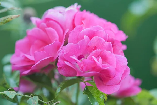 Primer Plano Flores Rosas Silvestres Color Rosa Claro —  Fotos de Stock