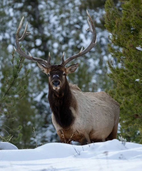 Beautiful Rocky Mountain Elk Walking Snowy Forest Cold Winter Day — Stock Photo, Image