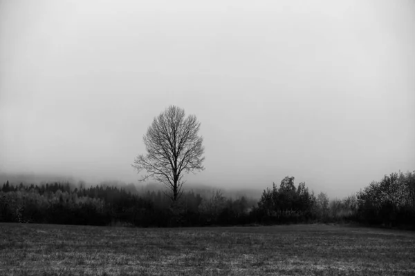 Grayscale Shot Foggy Morning Rural Toten Norway — Stock Photo, Image