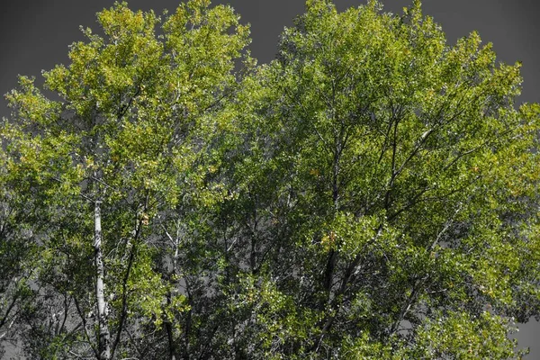 Een Mooie Opname Van Bomen Groeiend Een Grijze Achtergrond — Stockfoto