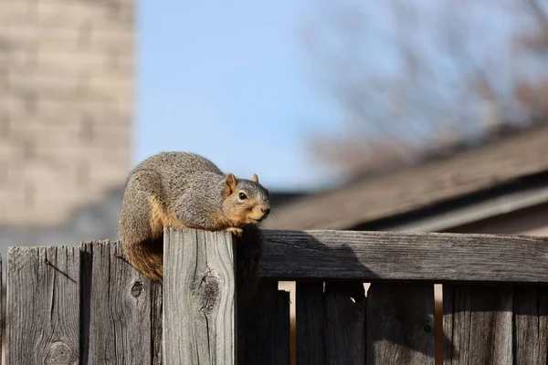 Nahaufnahme Eines Schönen Fuchshörnchens Das Bei Tageslicht Auf Einem Holzzaun — Stockfoto