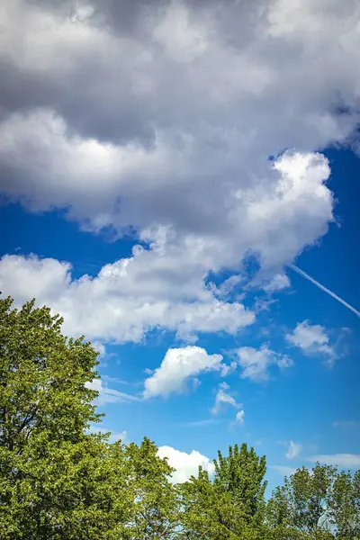 Вертикальный Снимок Красивого Голубого Неба Облаками Над Деревьями — стоковое фото