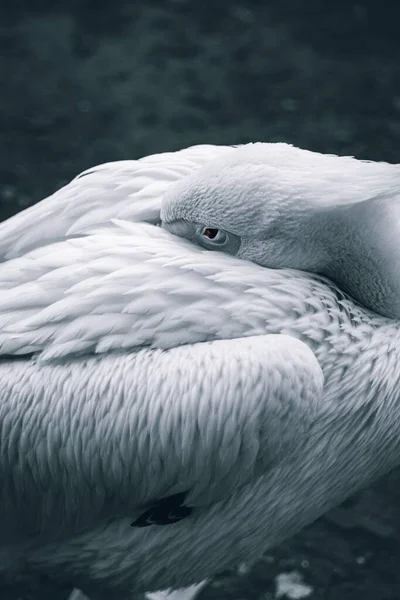 Zbliżenie Dalmatyńskiego Ptaka Pelikana Ciemnym Tle — Zdjęcie stockowe