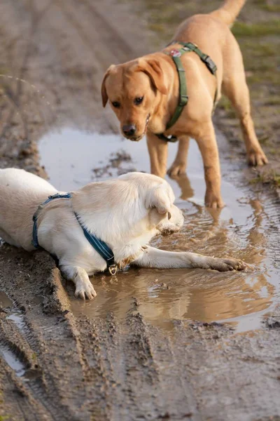 Δύο Χαριτωμένα Σκυλιά Λαμπραντόρ Παίζουν Έναν Επαρχιακό Δρόμο — Φωτογραφία Αρχείου