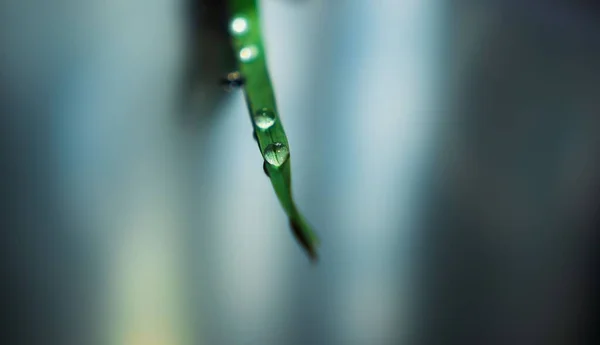 Макрознімок Крапель Роси Зеленому Листі — стокове фото