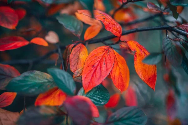 Eine Nahaufnahme Von Vergilbten Blättern Auf Ästen Einem Feld Unter — Stockfoto