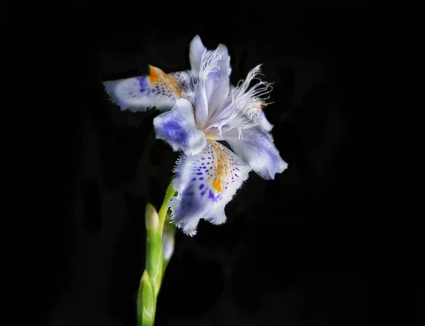 濃い背景の青いアイリスの花 垂直方向の壁紙 — ストック写真