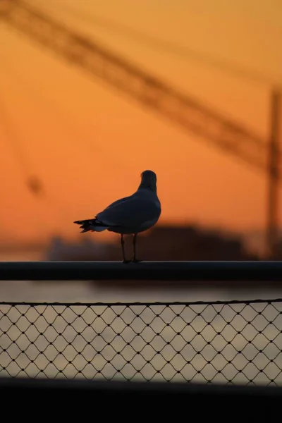 Vertical Silhouette Seagull Perched Chain Link Fence Sunset — Stock Photo, Image