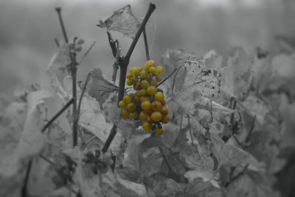 Een Close Van Een Bos Druiven Die Groeien Een Wijngaard — Stockfoto