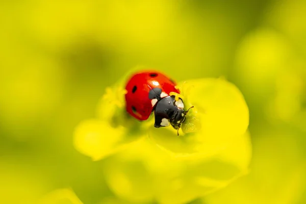 Closeup Beautiful Ladybug Yellow Flower — Stock Photo, Image