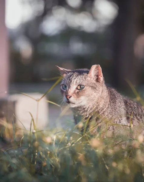 Вертикальный Снимок Молодого Кота Сидящего Траве Закате — стоковое фото