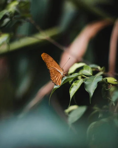 Closeup Dryas Iulia Butterfly Perching Leaf — Stock Photo, Image