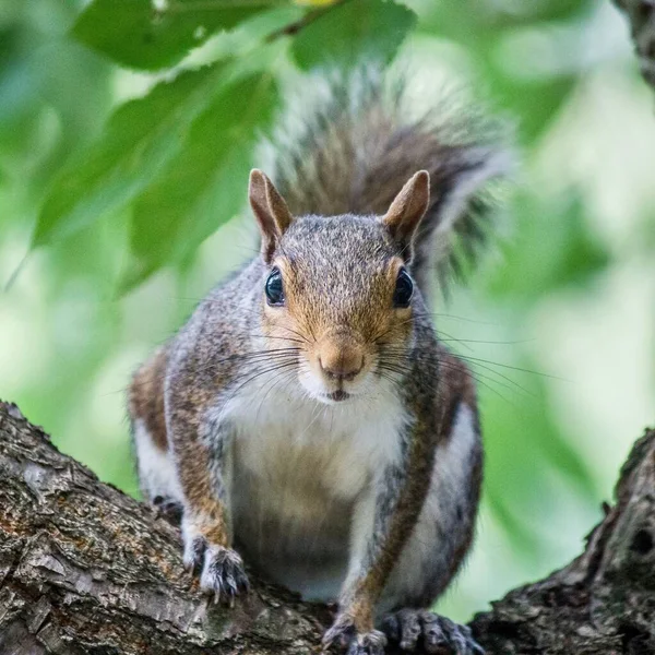 Nahaufnahme Eines Eichhörnchens Das Freier Wildbahn Auf Dem Ast Eines — Stockfoto