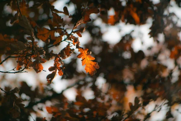 Tiro Close Uma Folha Amarela Uma Árvore Outono Queda — Fotografia de Stock
