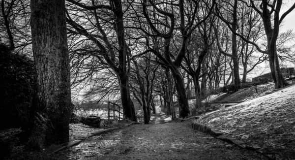 Сірий Знімок Заміської Дороги Оточенні Дерев — стокове фото