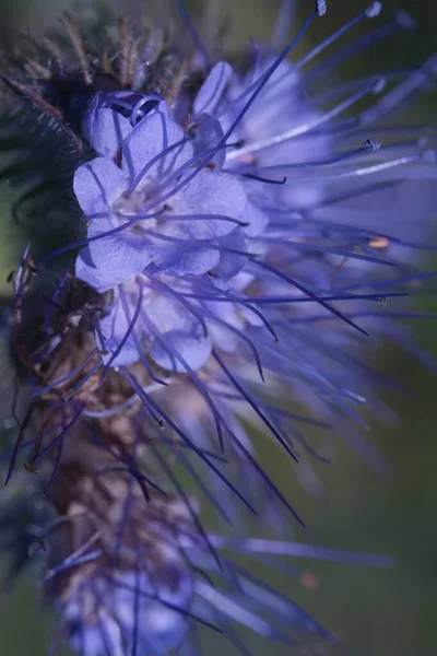 Een Close Verticaal Schot Van Blauwe Bloemen Tuin — Stockfoto