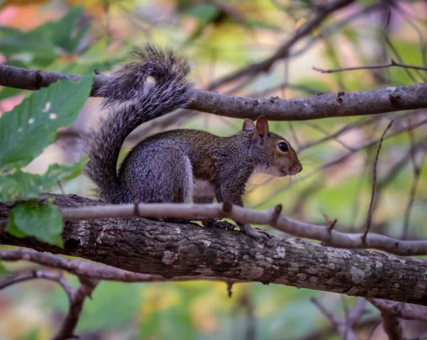 Nahaufnahme Eines Grauen Eichhörnchens Auf Einem Baumstamm — Stockfoto