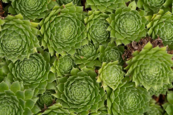 Top View Beautiful Green Houseleek Plants Blurred Background — Stock Photo, Image