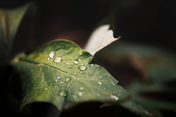 Egy Közeli Felvétel Esőcseppekről Egy Zöld Levélen — Stock Fotó