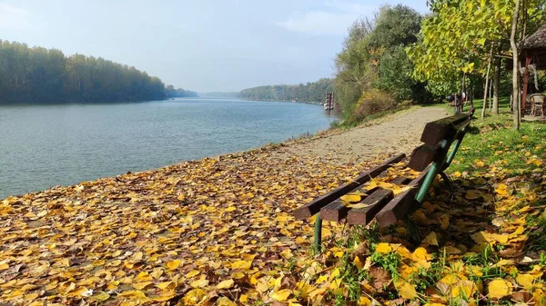 Eine Malerische Aufnahme Einer Holzbank Und Gelber Herbstblätter Fluss Tisa — Stockfoto