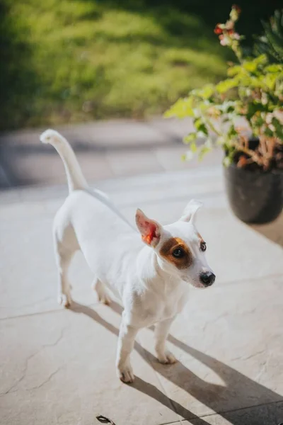 Vertical Shot Cute Dog Concrete Surface Sunny Day — Stock Photo, Image