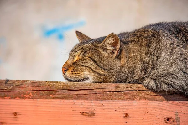Randig Grå Katt Sover Träskiva — Stockfoto