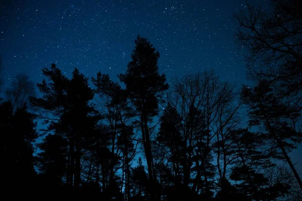Прекрасний Вид Високі Зелені Дерева Зоряну Ніч — стокове фото