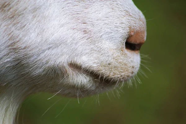 Closeup Hairy Mouth Nose Goat Blurred Green Background — Stock Photo, Image