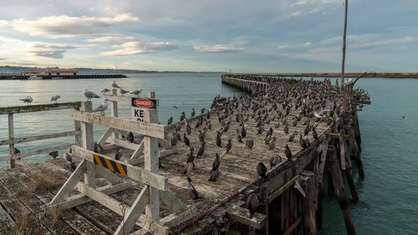 Scenic View Huge Flock Birds Standing Wooden Pier — Stock Photo, Image