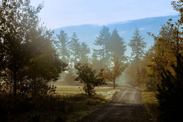 Eine Wunderschöne Landschaft Mit Nebelwald Heeze Niederlande — Stockfoto