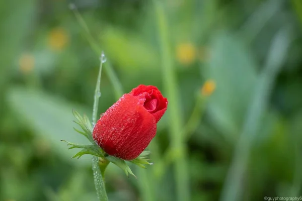 정원에 밀랍으로 꽃봉오리의 꽃꽂이 — 스톡 사진