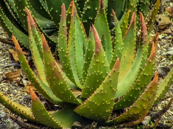 Detailní Záběr Velkého Kaktusu — Stock fotografie