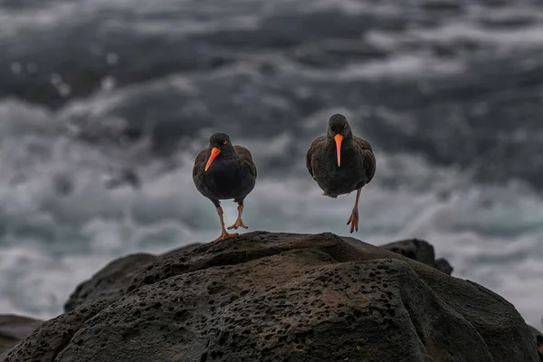 Two Oyster Catchers Rock Shoreline — Stock Photo, Image
