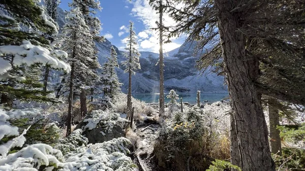 Lumen Peittämät Puut Kirkas Järvivesi Vuorilla Joffre Lakesin Maakuntapuistossa — kuvapankkivalokuva