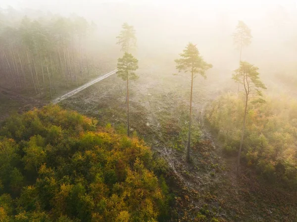 Los Árboles Altos Bosque Niebla —  Fotos de Stock