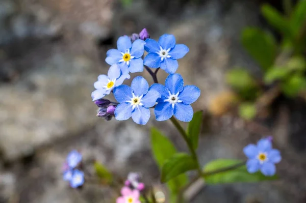Eine Nahaufnahme Zarter Blauer Holz Vergissmeinnicht Blumen Einem Sonnigen Wald — Stockfoto