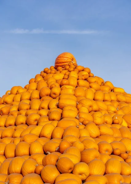 ハロウィーンの間にカボチャの農場でオレンジ色のカボチャのスタック — ストック写真