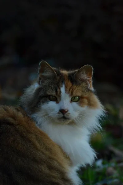 一只长着绿色眼睛的可爱绒毛猫在模糊的背景下看着摄像机的垂直照片 — 图库照片