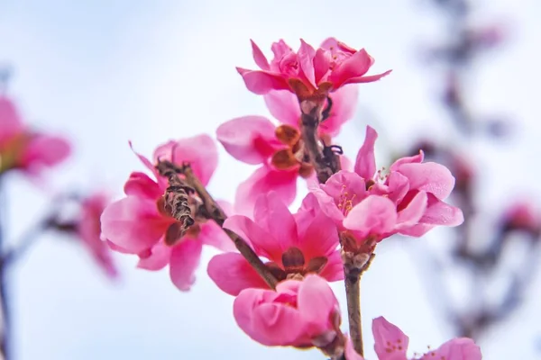 Bahçede Yetişen Kiraz Çiçeklerinin Yakın Plan Çekimi — Stok fotoğraf