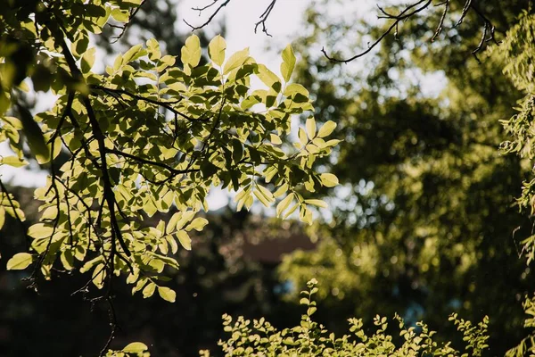 Schöne Aussicht Auf Grüne Blätter Garten — Stockfoto