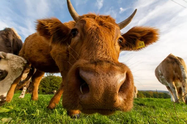 在蓝色的天空下 在绿色的田野里 有一群奶牛嗅着摄像机 这是一张特写的低角度照片 — 图库照片