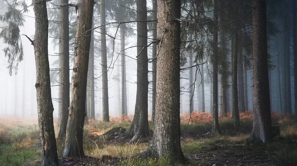 Belçika Nın Liege Belçika Daki Yüksek Tepelerinde Ağaçlar — Stok fotoğraf