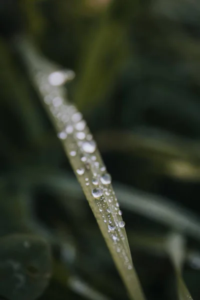 Növény Zöld Levelén Lógó Vízcsepp Szelektív Fókusza — Stock Fotó
