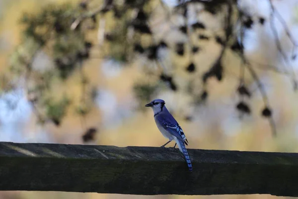 Strzał Bliska Niebieskiego Ptaszka Jego Jędrnym Grzebieniem Niebieskim Białym Czarnym — Zdjęcie stockowe