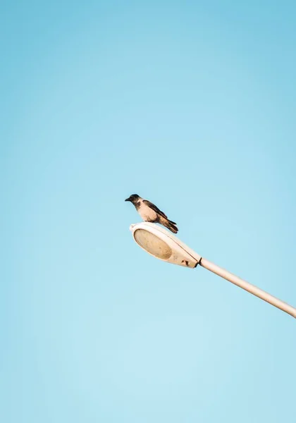 Disparo Vertical Cuervo Encapuchado Corvus Cornix Sobre Una Linterna Metálica —  Fotos de Stock